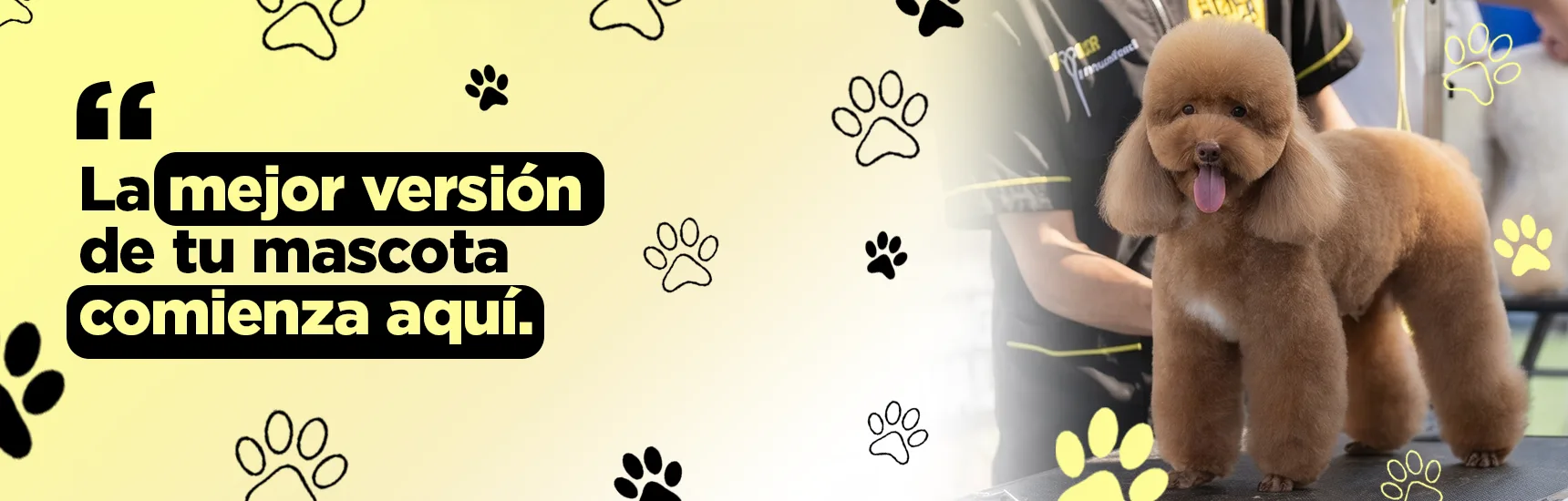 peluqueria canina