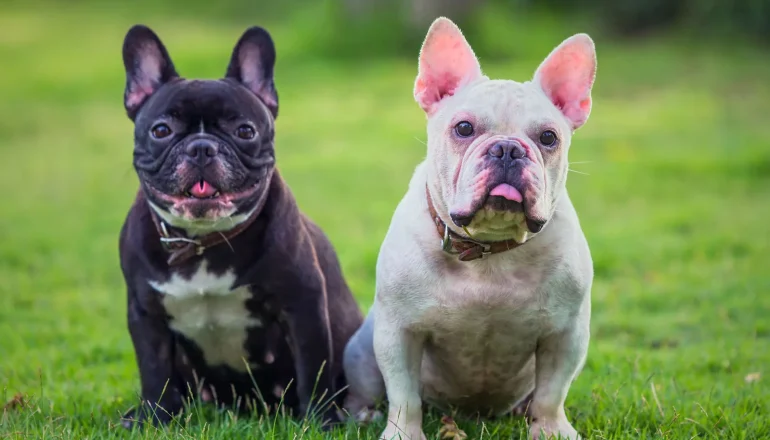 Two-French-bulldogs